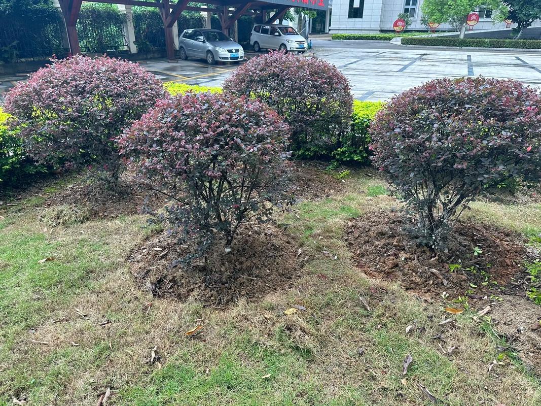 園林綠化工程苗木種植與養(yǎng)護施工全流程指南