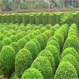 小葉女貞造型藝術(shù) 從盆景到城市綠化的生態(tài)美學(xué)實踐