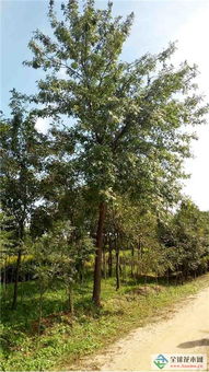 深耕綠色事業(yè)，吉林實(shí)驗(yàn)綠化集團(tuán)北京通州二分公司 從苗木到城市的全鏈條服務(wù)